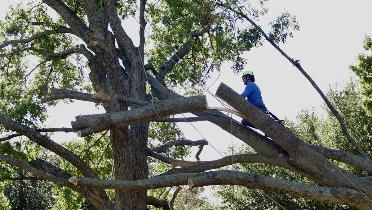 Professional Hazardous Tree Removal performed by certified arborists in Bixby